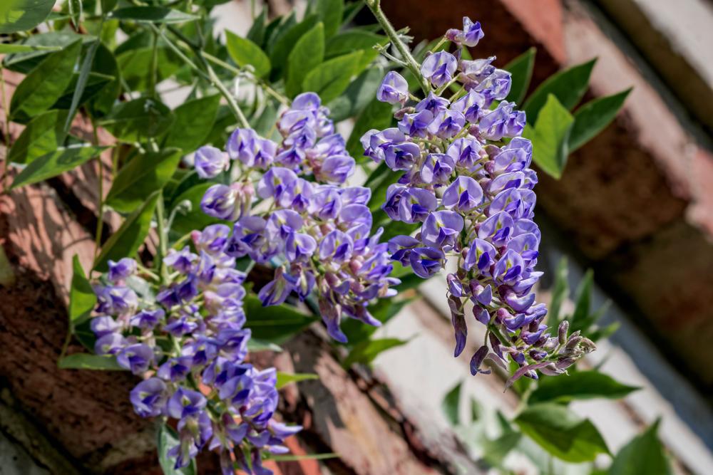 2G Wisteria macro. 'Blue Moon' Blue Moon Wisteria 1004450