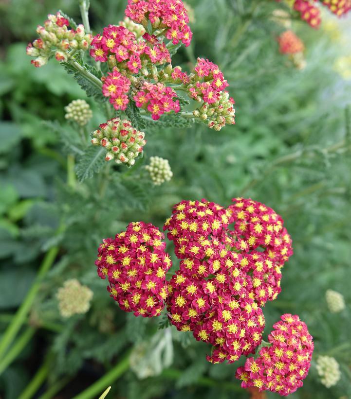 2G Achillea millefolium 'Strawberry Seduction' Strawberry Seduction Yarrow: Patent PP18,401 1006062