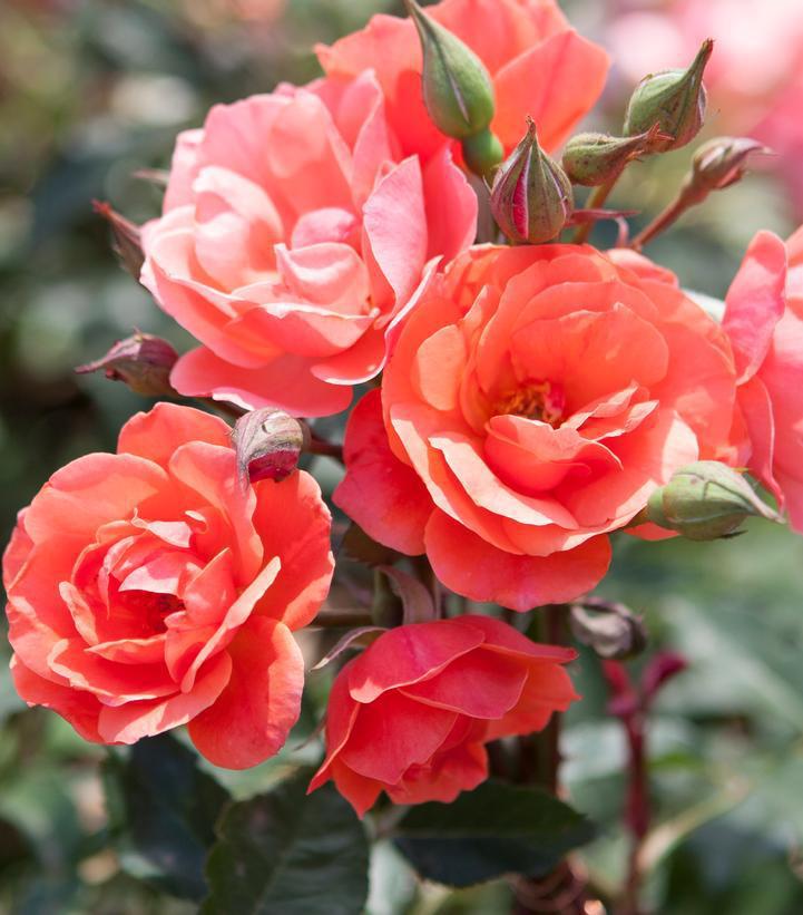 3G Rosa Coral Knock Out® ('Radral') Coral Knock Out® Rose: Patent PP19,803 1009837