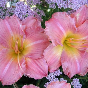 2G Hemerocallis Jolyene Nichole (Daylilly)