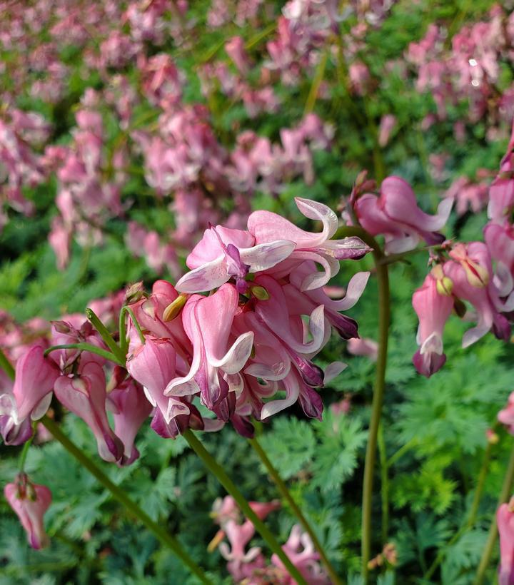 1G DICENTRA `PINK DIAMONDS` Fern-leaved Bleeding Heart: Patent PP32,380 1013016