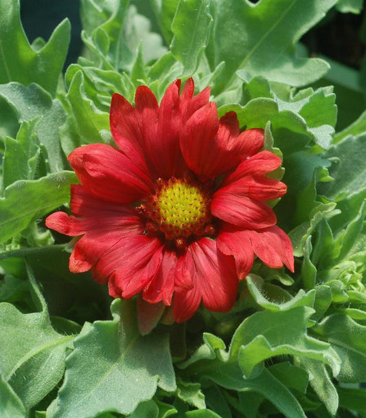 1G Gaillardia aristata 'Burgundy' Burgundy Blanket Flower 1005544