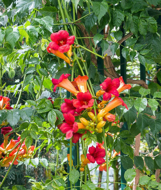 2G Campsis x tagliabuana 'Madame Galen' Madame Galen Trumpet Vine 1014014