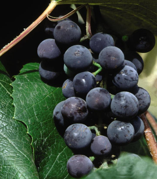 2G Vitis 'Concord' Seedless Concord Seedless Grape 1004589