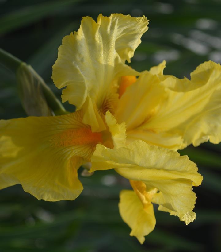 1G Iris germanica 'Pleasant Peasant' Pleasant Peasant Bearded Iris (YELLOW) 1009885