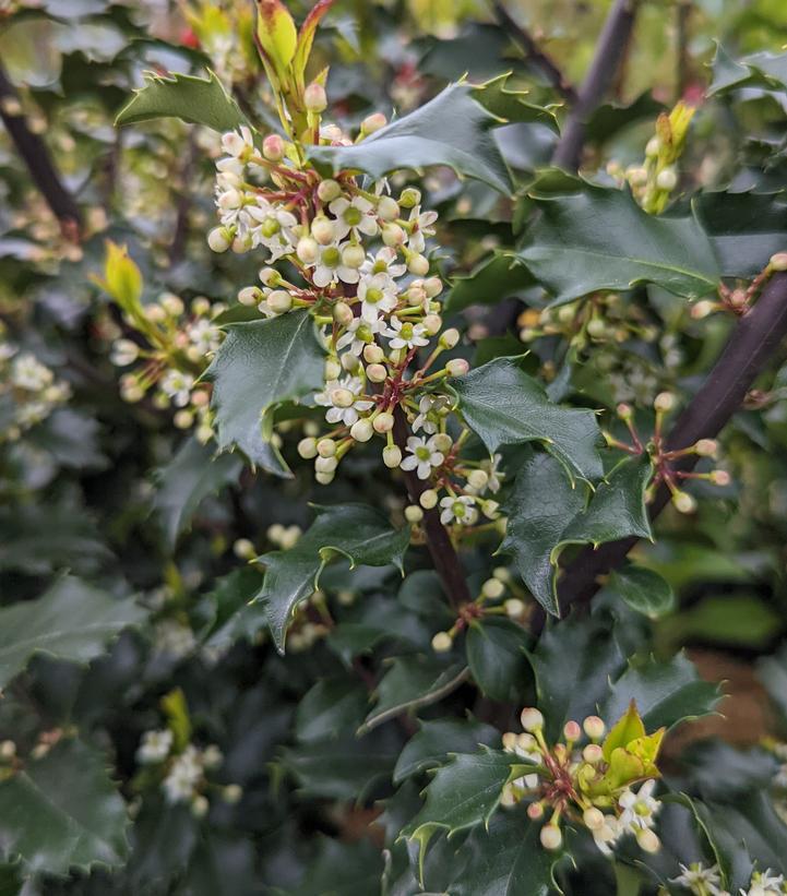 Ilex X meserveae Blue Princess Blue Princess Holly - Red Pot