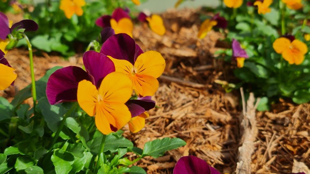 1G Viola Penny™ 'Orange Jump-up' Penny™ Orange Jump-up 1006729