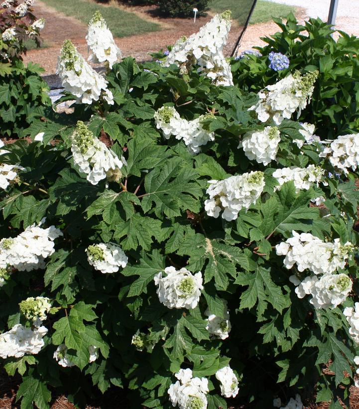 3G Hydrangea quercifolia 'Jetstream' Jetstream™ Oakleaf Hydrangea 1009698