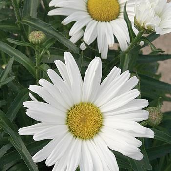 2G Daisy May Leucanthemum PW (Shasta Daisy)