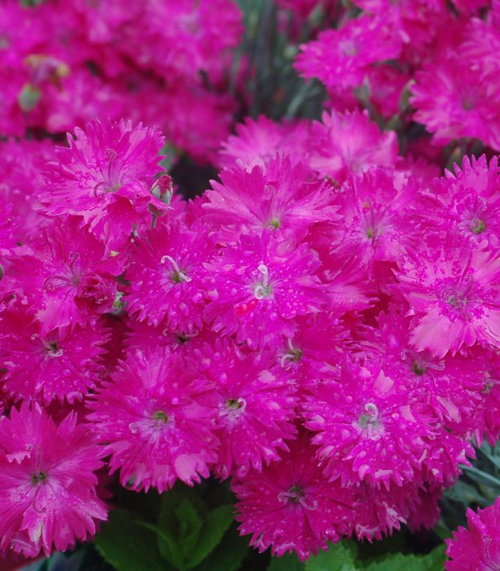 1G  Dianthus 'Neon Star' Neon Star Pinks: Patent PP14,549 1002842