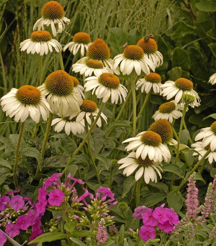 2G ECHINACEA PURPUREA 'WHITE Swan' White Swan Coneflower 1000877