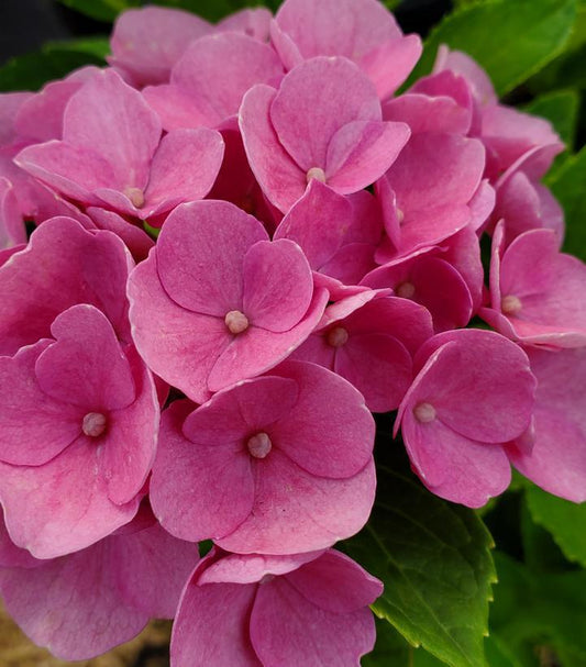 3G Hydrangea mac. 'Elizabeth Ashley' ('Hokomarore') Elizabeth Ashley Hydrangea: Patent PP31,264 1012455