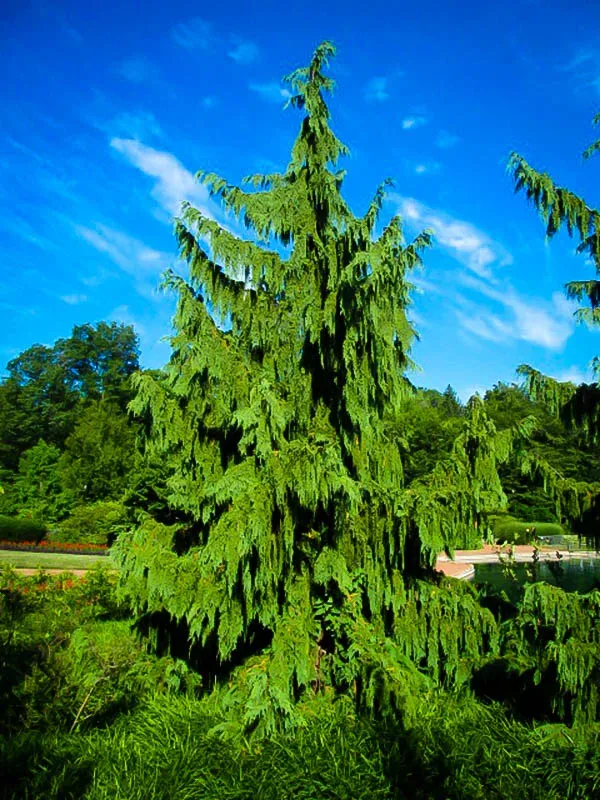 3G Chamaecyparis nootkatensis 'Pendula' Weeping Alaskan Cedar