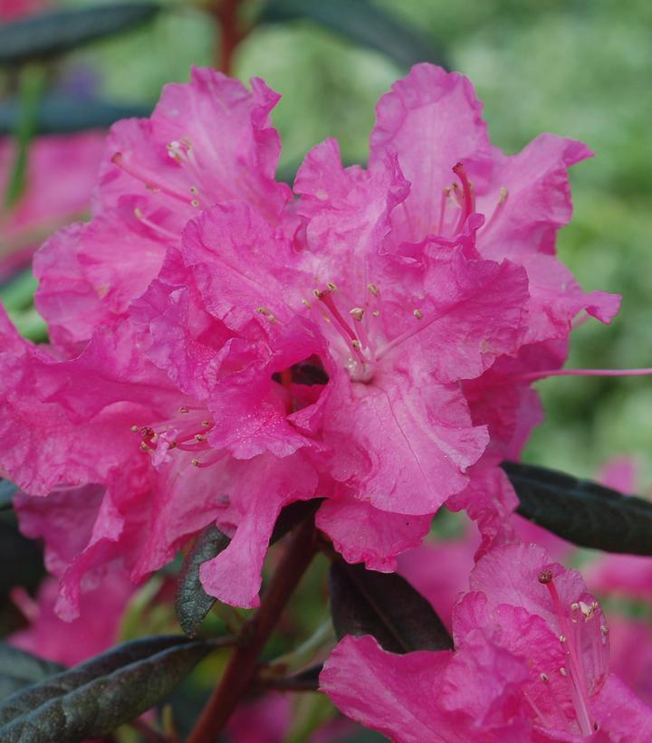 3G RHODODENDRON X 'Landmark' Landmark Rhododendron 1001878