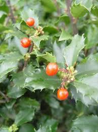 3G Ilex X meserveae 'Berryific' Berryific Holly (Male & Female Same Pot) 1002464