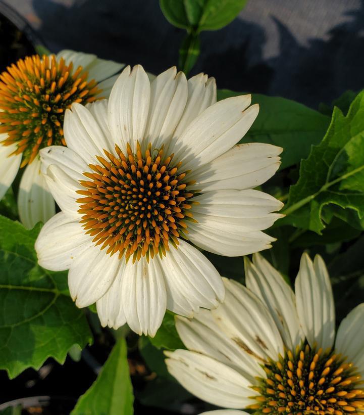 1G Echinacea Pow Wow® White ('PAS702918') Pow Wow® White Coneflower 1005310