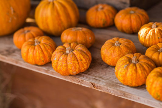 Crunchkin Pumpkin Gourd