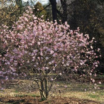 3G MAGNOLIA X LOEB. LEONARD MESSEL 1000652