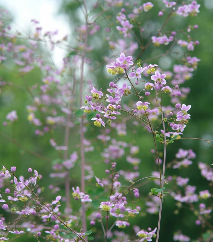 2G Thalictrum rochebrunianum Giant Meadow-rue 1001484