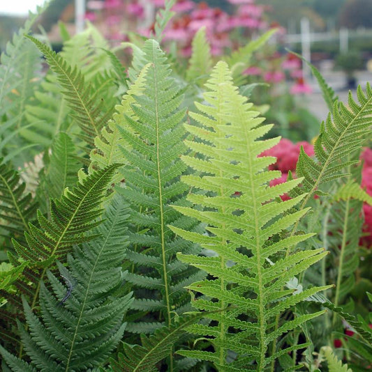 1G Thelypteris decursive-pinnata Japanese Beech Fern 1004782