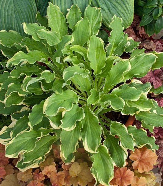 1G Hosta hybrid Shadowland 'Wheee!' Shadowland® Wheee! Hosta: Patent PPAF 1005935