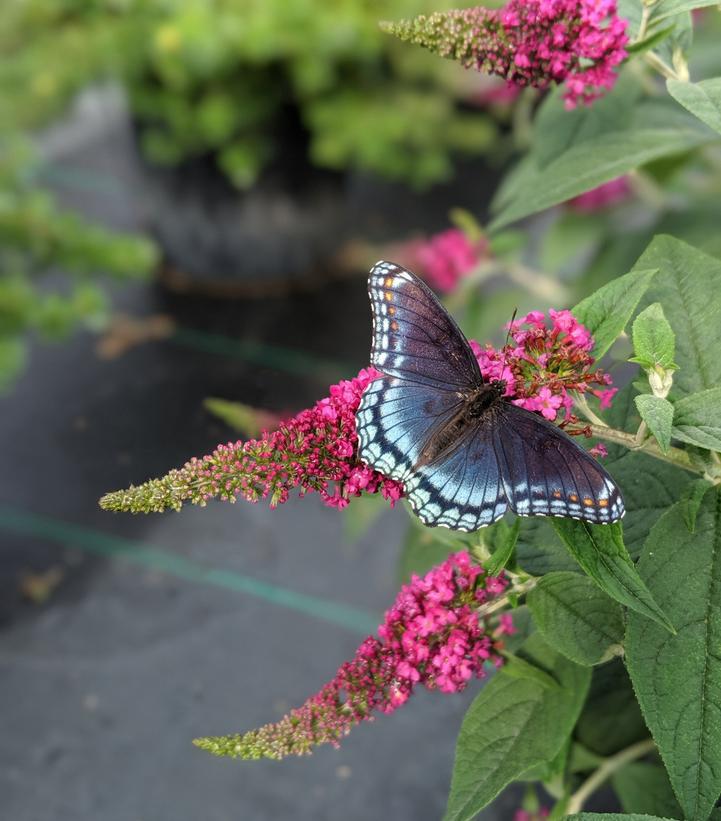 3G Buddleia 'Lo & Behold Ruby Chip' ('SMNBDD') Butterfly Bush: Patent PP32,399