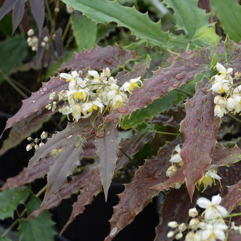 1G Epimedium wushanense 'Sandy Claws' Sandy Claws Barrenwort 1012251