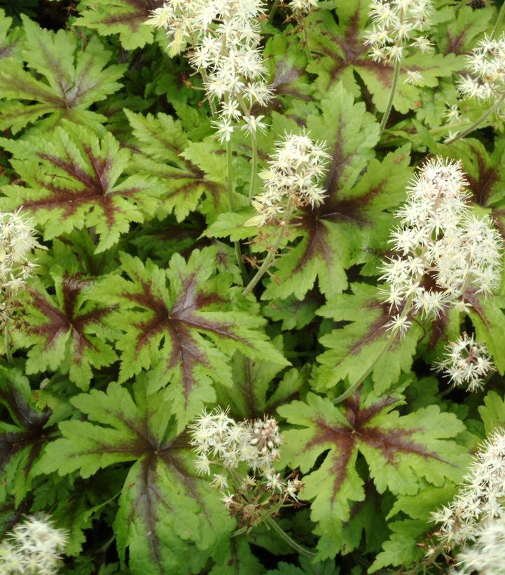 8" Tiarella 'Sugar & Spice' Sugar & Spice Foamflower 1010918