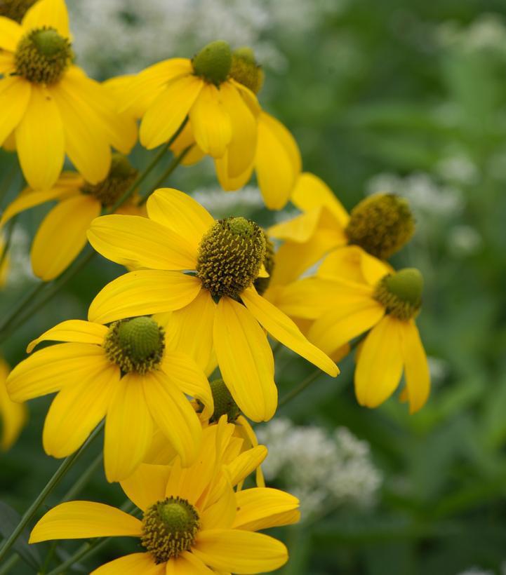 2G Rudbeckia lacinata 'Autumn Sun' Autumn Sun Cutleaf Coneflower 1011896