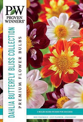 Dahlia Colarette Butterfly Bliss Bulbs - PWS-1 - 6512380002