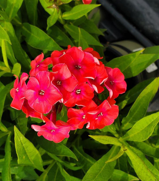 1G Phlox Volcano® 'Ruby' Volcano Ruby Garden Phlox 1007470