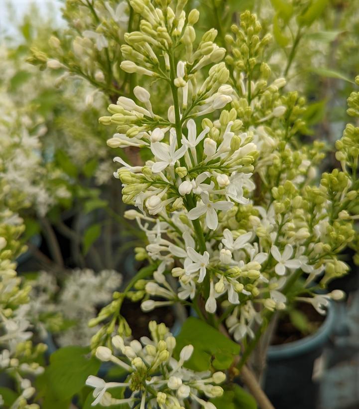 3G Syringa vulgaris 'New Age White' ('G13103') New Age White Lilac: Patent PP32,670 1012820