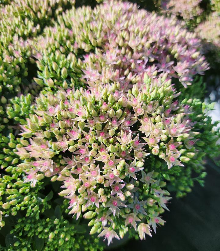 1G Sedum hybrid Rock 'N Round™ ('Pride and Joy') Pride and Joy Stonecrop: Patent PPAF 1012308