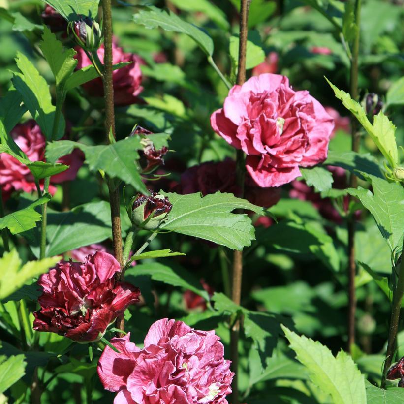 5G Hibiscus syriacus 'French Cabaret Red' ('Mindour 1') French Cabaret™ Red Hibiscus: Patent PP30,101 1014130