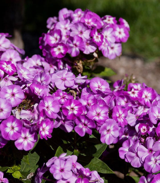 2G Phlox paniculata 'Grape Lollipop' ('Ditomsur') Grape Lollipop™ Garden Phlox: Patent PP21,109 1006739 1009851