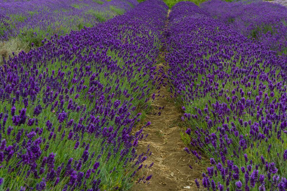 8" Lavandula angustifolia 'Imperial Gem' Imperial Gem English Lavender 1013254