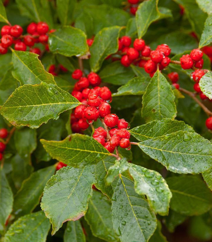 3G Ilex verticillata 'Wildfire' Wildfire™ Winterberry (female, had berries, Jim Dandy needed for pollination) 1006413