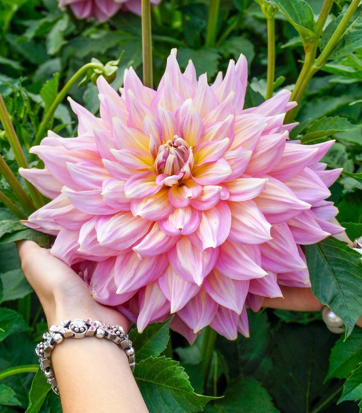 12" DAHLIA `STRAWBERRY ICE` (PINK/YELLOW) 'Strawberry Ice' Dahlia: Patent Annual 1014612