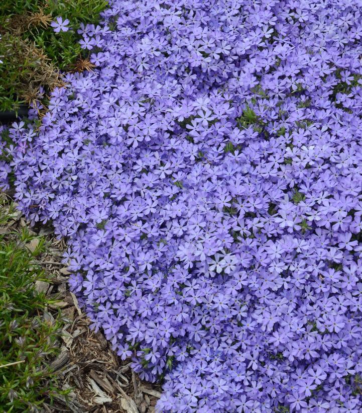 8" Phlox x 'Violet Pinwheels' Violet Pinwheels Creeping Phlox: Patent PP25,884 1008882