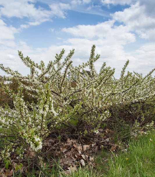 3G Prunus pumila 'Jade Parade' Sand Cherry 1012451