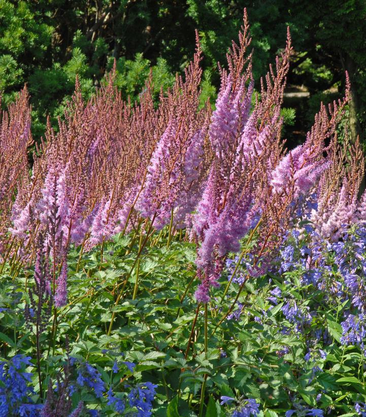 2G Astilbe chinensis Purple Candles Purple Candles Astilbe 1002300