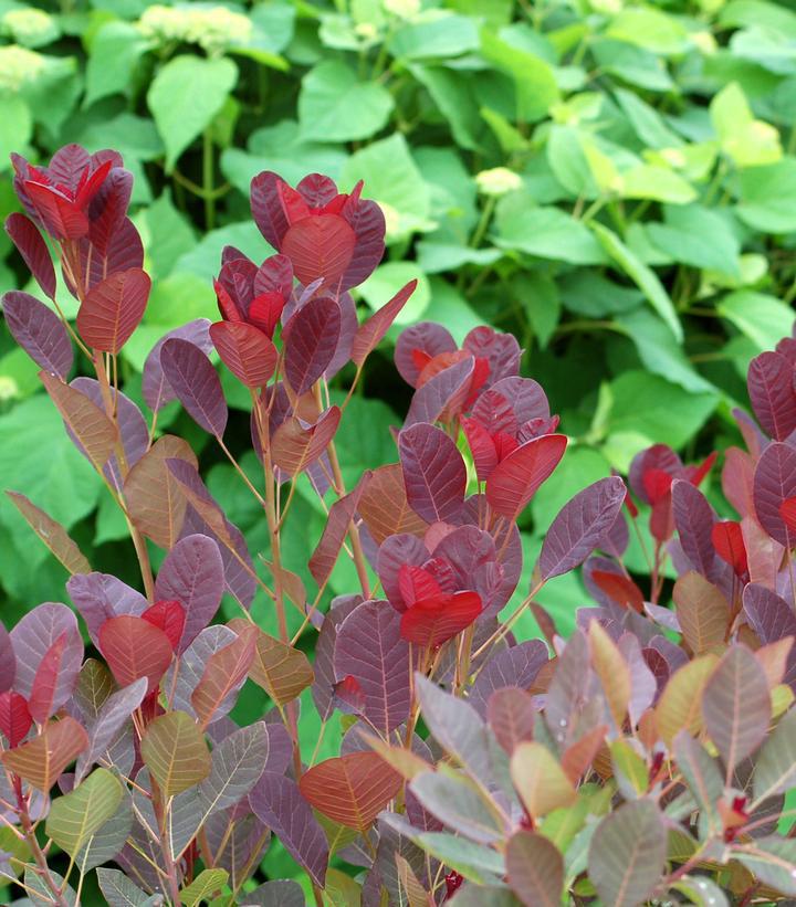 3G Cotinus Coggygria 'Royal Purple' Royal Purple Smokebush 1001052