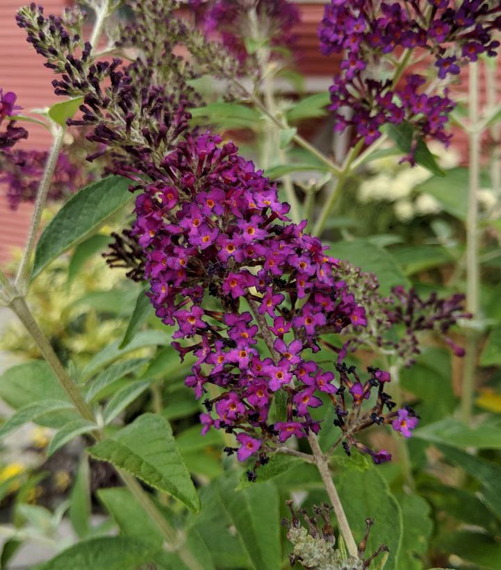 3G Buddleia Monarch® 'Dark Dynasty' Monarch® Dark Dynasty Butterfly Bush: Patent PP27,834 1010662