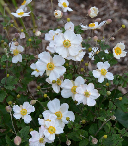 1G Anemone X 'Honorine Jobert' Honerine Jobert Windflower 1000392