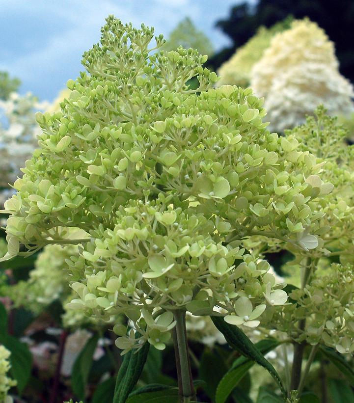 7G HYDRANGEA PAN. `LIMELIGHT` - TREE Limelight Hydrangea 1004964