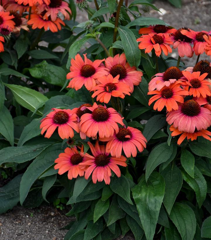 2G Echinacea Eye-Catcher™ 'Tanager' Tanager Coneflower