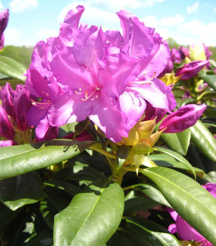 Rhododendron 'Purple Passion' Purple Passion Rhododendron