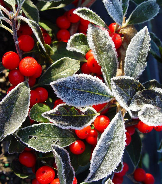 2G Ilex Verticillata Red Sprite (Female deciduos winterberry, Pollinater=Jim Dandy) Red Sprite Winterberry 1000429