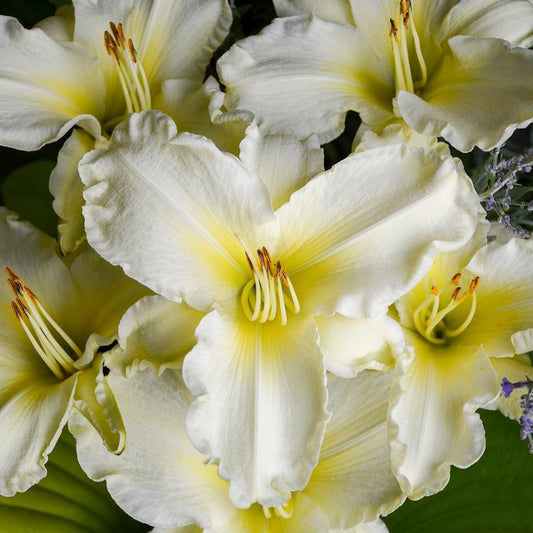 1G Hemerocallis 'Sunday Gloves' Sunday Gloves Daylily 1009809