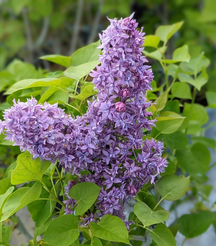 5G Syringa X hyacinthiflora Royal Purple Royal Purple Lilac 1004772